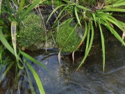 水路の様子